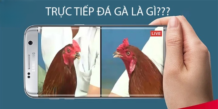 giới thiệu Trực tiếp Đá gà là gì?