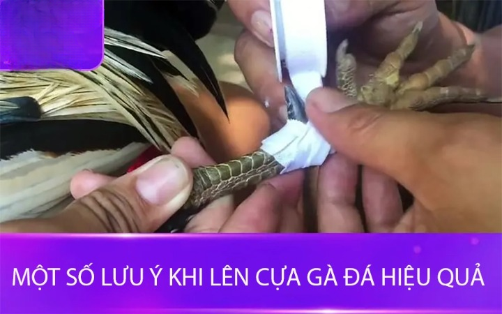 những lưu ý khi lên cựa gà đá hiệu quả